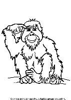 Orangutan coloring page